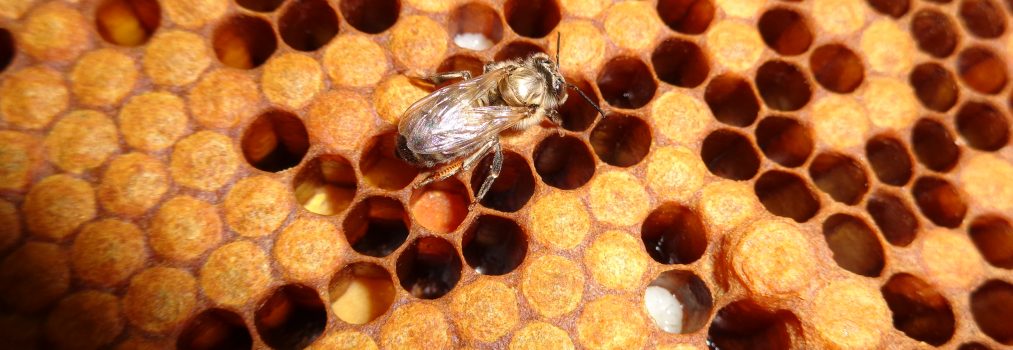 Wie kommunizieren die Bienen miteinander?