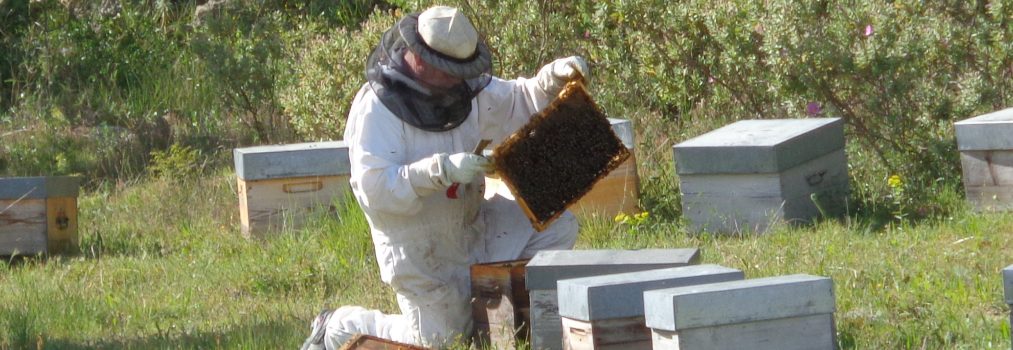 Neuigkeiten zu unserem Bienenprojekt 2020