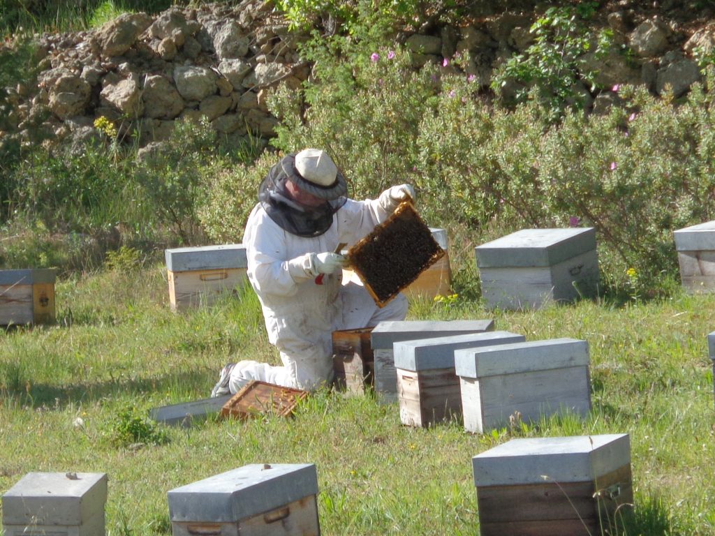 Bienenprojekt